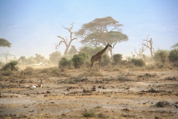wild landscape and giraffe and resting antelope