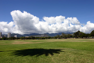 Obraz premium palmtree shadow