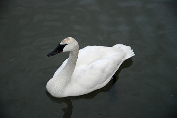 Obraz premium trumpeter swan