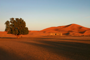 Fototapeta na wymiar arbre2-sahara-maroc