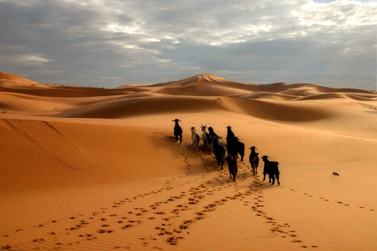 sahara -  maroc