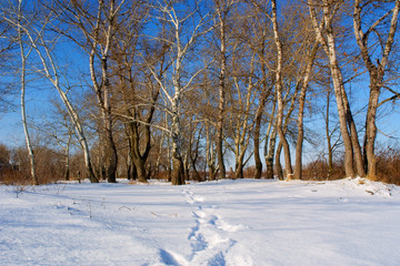 a track in snow to winter poplar forest