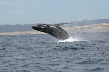 Fototapeta premium humpback whale breaching