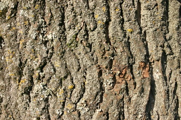 rough bark background