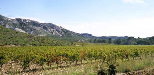 Fototapeta na wymiar winnicy na południu Francji