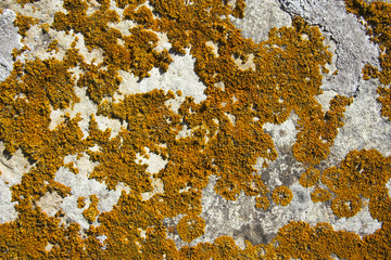 yellowish lichen