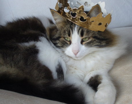 roi des chats