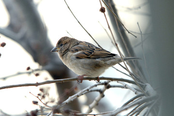 sparrow