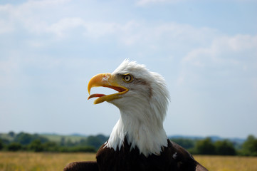 bald eagle