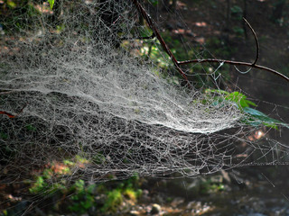spider web