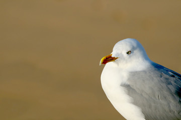 a seagull with a blurred sandy beach background.