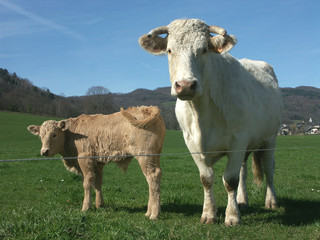 Une vache et un veau dans un champ à la campagne