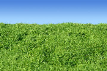 green grass bank in a field and a blue sky.