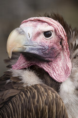 lappet faced vulture