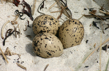 oystercatcher eggs