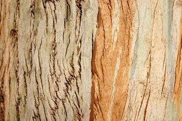 tree bark background
