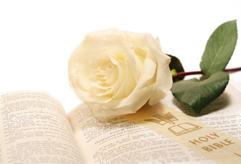 rose and bible