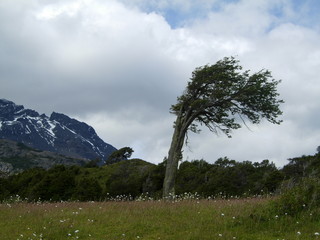 flag tree, patagonia