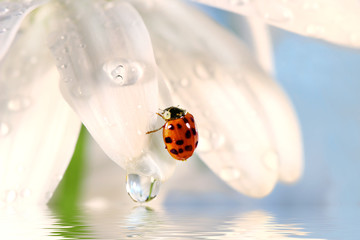 ladybug on white petal with water reflection