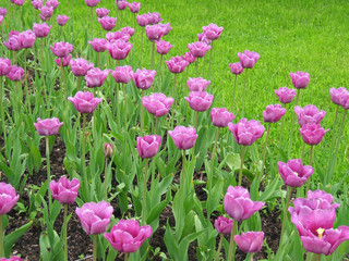 lilac tulips in the park