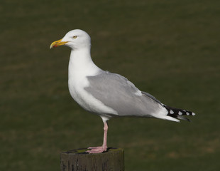 gull perched