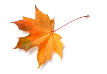 leaf