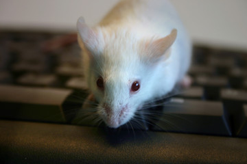 tête de souris sur ordinateur