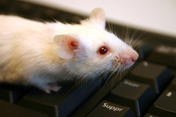 museau de souris et ordinateur