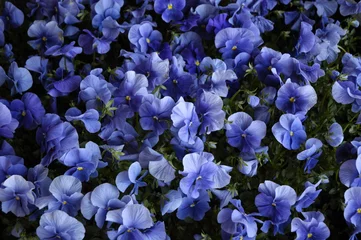 Foto op Plexiglas Viooltjes viooltjes in een pot