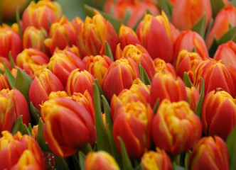 orange tulpen