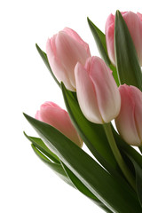 Fototapeta premium spring