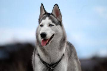blue - eyed siberian husky