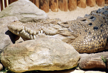 crocodile