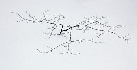 a small tree in winter