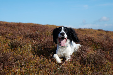 english springer spaniel