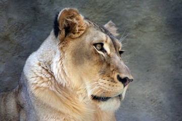 lioness