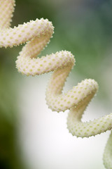 tropical spiral plant