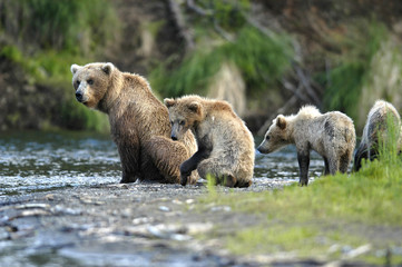 brown bear sow looking after her cubs © Randy Harris