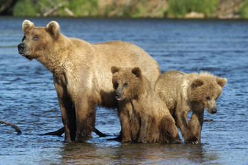 brown bear sow with cubs standing in river © Randy Harris