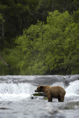 brown bear standing in brooks river