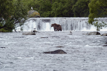 brown bear below brooks falls