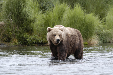 Obraz na płótnie Canvas young brown bear standing in brooks river