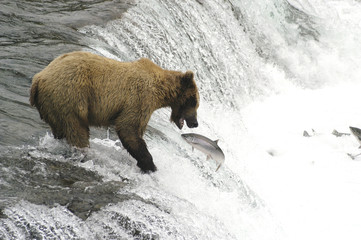 brown bear about to catch a salmon © Randy Harris