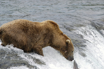 brown bear touching noses with a salmon