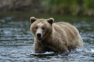 Obraz premium young brown bear wading across brooks river