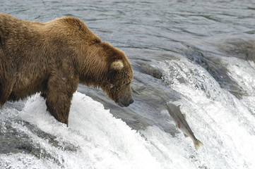 brown bear watching a salmon jump past
