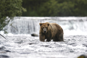 brown bear standing below brooks falls © Randy Harris