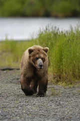 Peel and stick wall murals young brown bear cub walking
