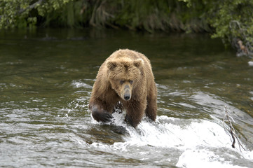 big brown bear wading across brooks river