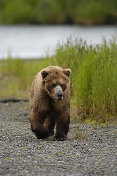 young brown bear cub walking